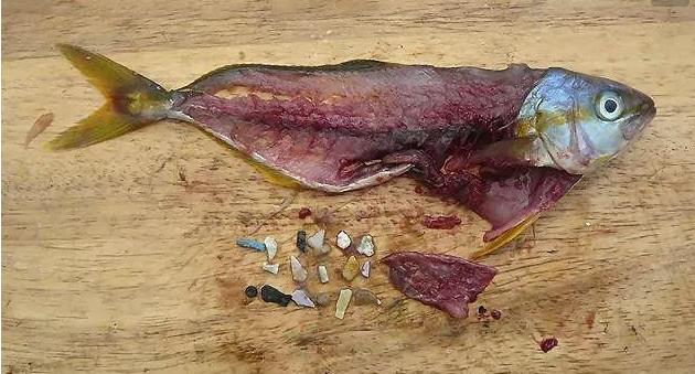 震驚！首次確認：人體已被微塑料污染！